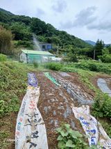 팜모닝 들깨·영농일지 게시글 이미지