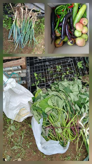 향양농장 사랑합니다님의 기타작물 · 영농일지 작성글 사진