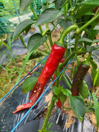 최병우님의 고추 · 영농일지 작성글 사진