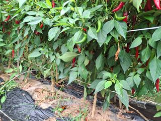 체리123님의 고추 · 영농일지 작성글 사진