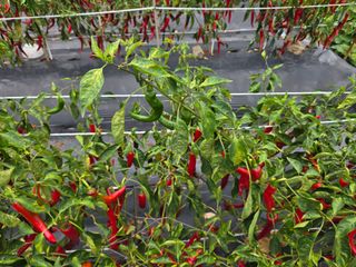 류수천님의 고추 · 영농일지 작성글 사진