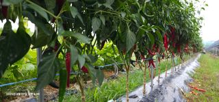 이장호님의 고추 · 영농일지 작성글 사진