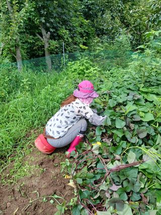 향양농장 사랑합니다님의 기타작물 · 영농일지 작성글 사진