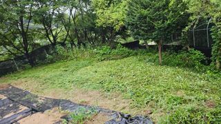 이지은님의 들깨 · 영농일지 작성글 사진