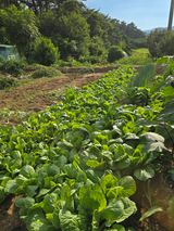 팜모닝 배추·영농일지 게시글 이미지