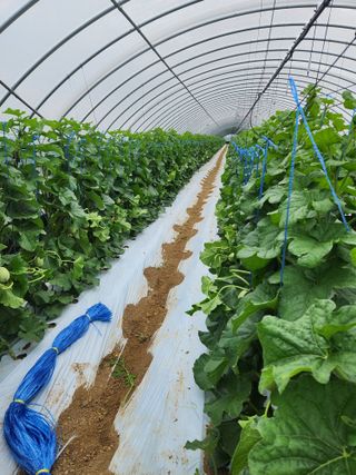 김저팔계님의 기타작물 · 영농일지 작성글 사진