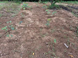 형남영님의 기타작물 · 영농일지 작성글 사진