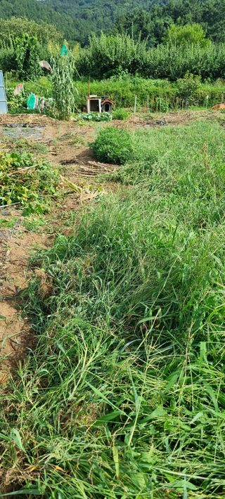 김안재님의 고추 · 영농일지 작성글 사진