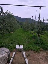 팜모닝 사과·영농일지 게시글 이미지