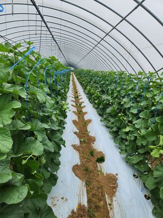 김저팔계님의 기타작물 · 영농일지 작성글 사진