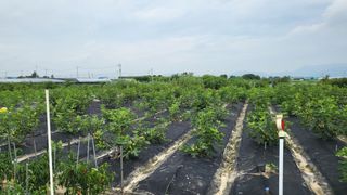 늘푸른 농장주님의 고추 · 영농일지 작성글 사진