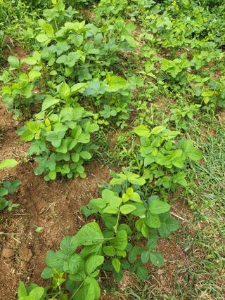 최병우님의 고추 · 영농일지 작성글 사진