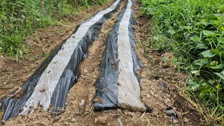 ogapiall님의 기타작물 · 영농일지 작성글 사진