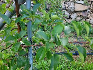 날씨가 흐려 방제가님의 사과 · 영농일지 작성글 사진