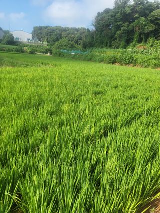 최병우님의 기타작물 · 영농일지 작성글 사진