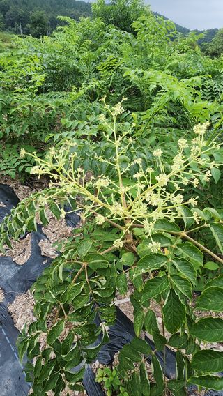 장흥 모경화 님의 기타작물 · 영농일지 작성글 사진