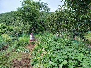 향양농장 사랑합니다님의 기타작물 · 영농일지 작성글 사진