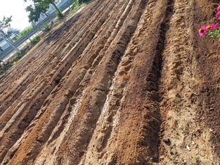 이철우님의 배추 · 영농일지 작성글 사진