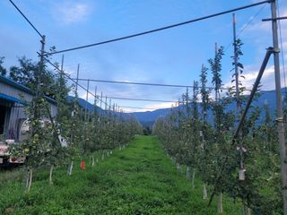 날씨가 흐려 방제가님의 사과 · 영농일지 작성글 사진