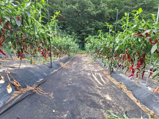 주재필님의 고추 · 영농일지 작성글 사진