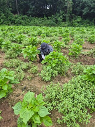 이혜정님의 들깨 · 영농일지 작성글 사진
