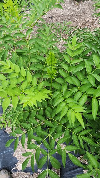 장흥 모경화 님의 기타작물 · 영농일지 작성글 사진