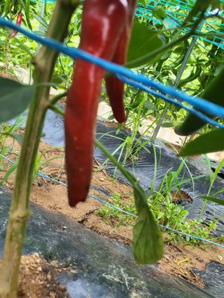 최병우님의 고추 · 영농일지 작성글 사진