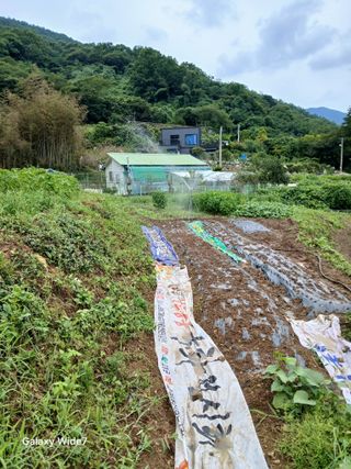 김명자님의 들깨 · 영농일지 작성글 사진