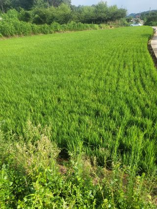 최병우님의 기타작물 · 영농일지 작성글 사진