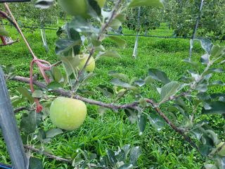 날씨가 흐려 방제가님의 사과 · 영농일지 작성글 사진