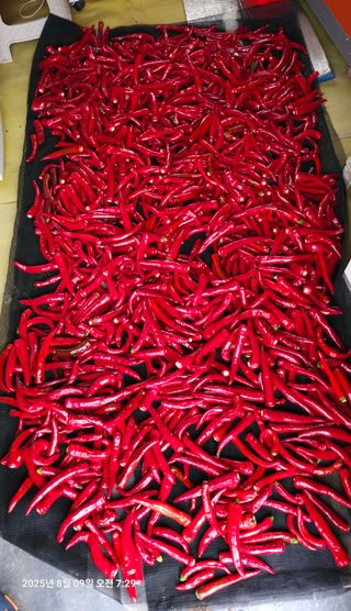 이장호님의 고추 · 영농일지 작성글 사진