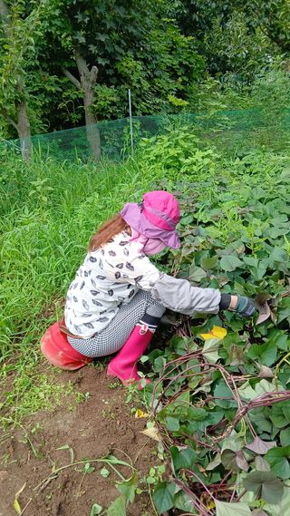 향양농장 사랑합니다님의 기타작물 · 영농일지 작성글 사진