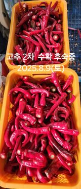 팜모닝 고추·영농일지 게시글 이미지