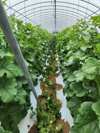 김저팔계님의 기타작물 · 영농일지 작성글 사진