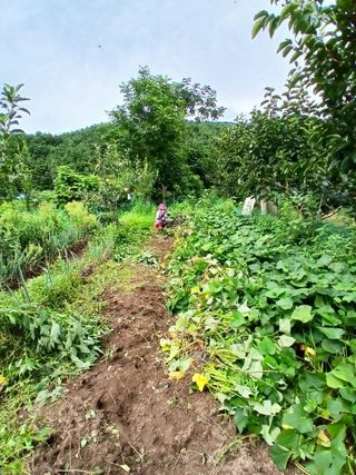 향양농장 사랑합니다님의 기타작물 · 영농일지 작성글 사진