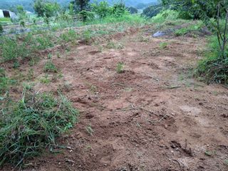 형남영님의 기타작물 · 영농일지 작성글 사진