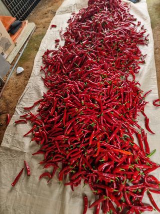 권병☆님의 고추 · 영농일지 작성글 사진