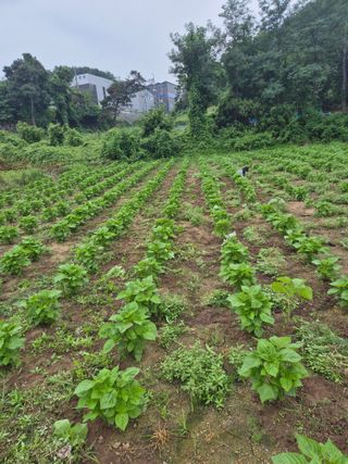 이혜정님의 들깨 · 영농일지 작성글 사진