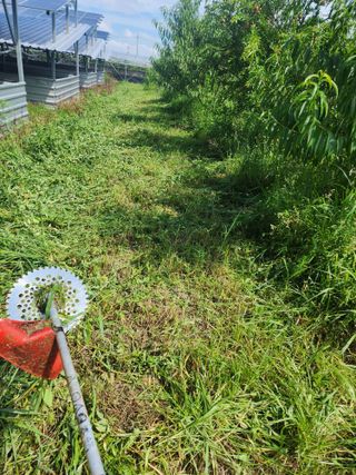 박병한님의 자두 · 영농일지 작성글 사진