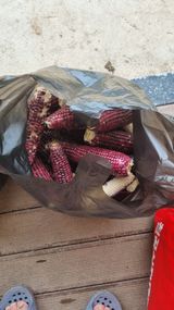 팜모닝 기타작물·영농일지 게시글 이미지