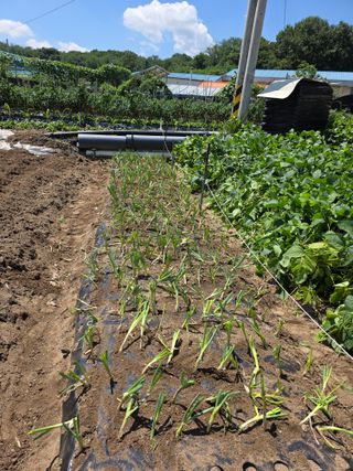 농부(홍)님의 참깨 · 영농일지 작성글 사진