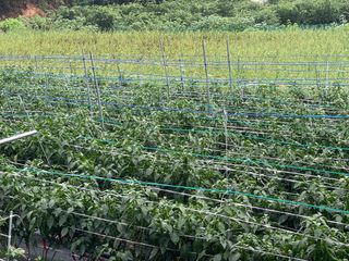 호동댁님의 고추 · 영농일지 작성글 사진