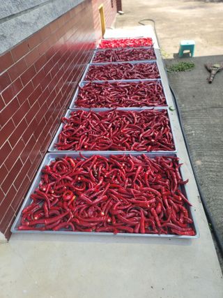 윤병주님의 고추 · 영농일지 작성글 사진