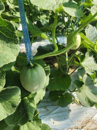 김저팔계님의 기타작물 · 영농일지 작성글 사진