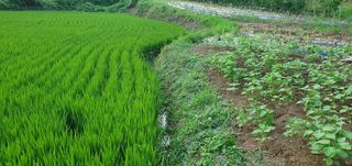 반성식님의 벼 · 영농일지 작성글 사진