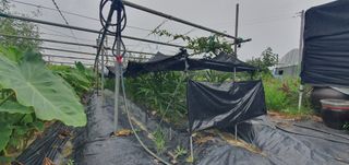 박상중님의 복숭아 · 영농일지 작성글 사진