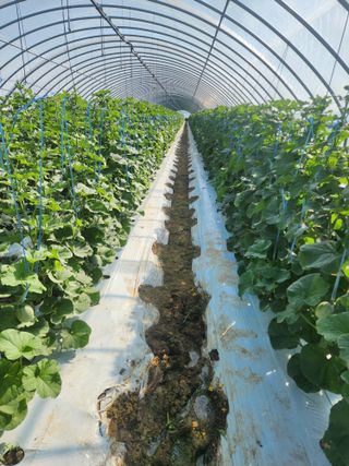 김저팔계님의 기타작물 · 영농일지 작성글 사진