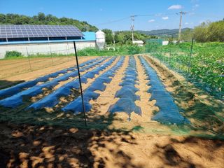 권병☆님의 배추 · 영농일지 작성글 사진
