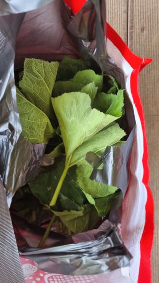 의성촌놈님의 기타작물 · 영농일지 작성글 사진