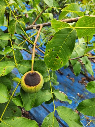 김영옥님의 기타작물 · 영농일지 작성글 사진